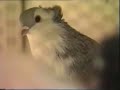 Monori keringő--Monorer Tümmler-Colbutant de Monor-Monor Tumbler-Pigeons-Tauben