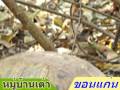 หมู่บ้านเต่า จังหวัดขอนแก่น