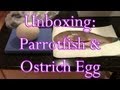 Unboxing: Parrotfish and Ostrich Egg