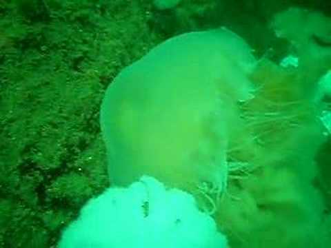 anemone eating bird plumose anemones eating lions mane jelly youtube anemone eating bird plumose anemones eating lions mane jelly youtube