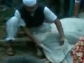 Potong Sapi Sadis images Potong Sapi Sadis