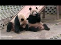 Panda Bear Says "Talk to the Hand"