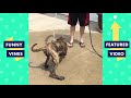 TRY NOT TO LAUGH - Cute FUNNY ANIMALS | Funny Videos January 2019