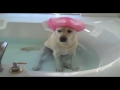 Funny Dogs Playing in Water - best dog swimming compilation 2016
