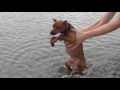 Funny Dogs Playing in Water - best dog swimming compilation 2016
