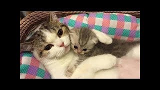 Funny Cats ► Mother Cat and Cute Kittens - Best Family Cats 😻 Compilation ► Most Popular