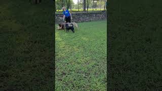 Playtime In The Yard For Adoptable Dogs Beau, Jasmine, Yuuki, & Liberty