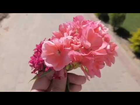 كلمات من ذهب