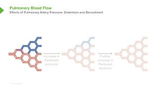 Respiratory Physiology 08 Effects Of Pulmonary Artery Pressure Pulmonary Blood Flow