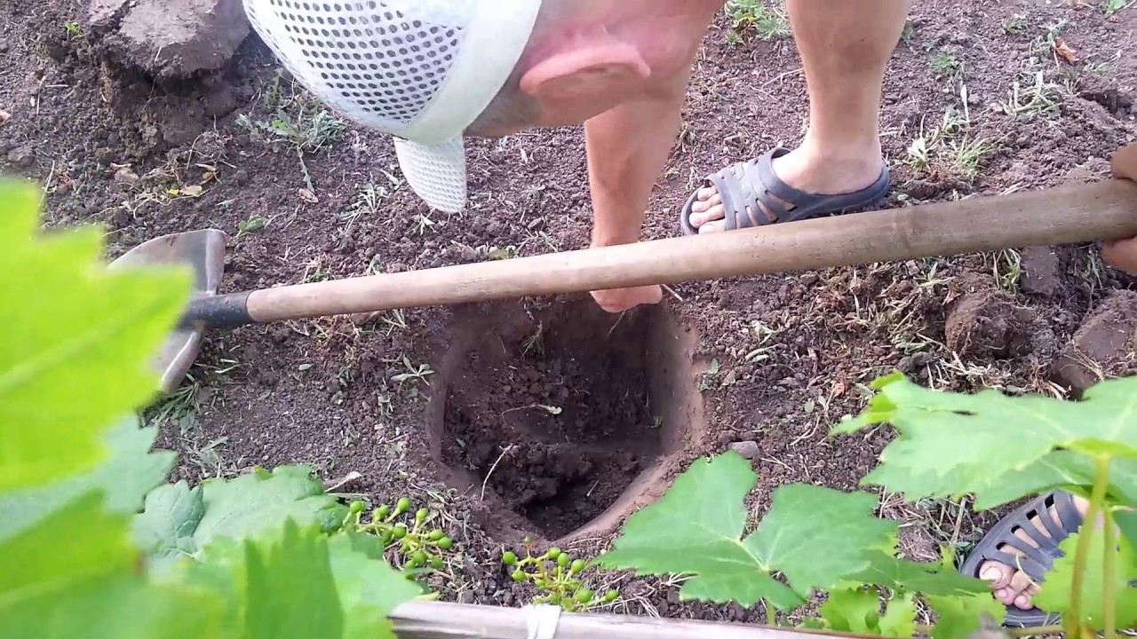 Полив винограда как правильно поливать виноград Полив винограда как правильно поливать виноград