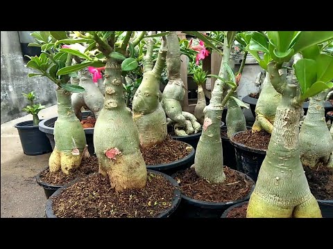 ชวนชม,รากไม่มีอากาศ,สาเหตุรากนิ่ม