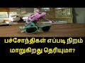 பச்சோந்திகள் எப்படி நிறம் மாறுகிறது தெரியுமா | How Chameleons Change Its Color In Tamil பச்சோந்திகள் எப்படி நிறம் மாறுகிறது தெரியுமா | How Chameleons Change Its Color In Tamil