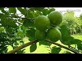 How to make lime/lemon tree cutting with 100% success
