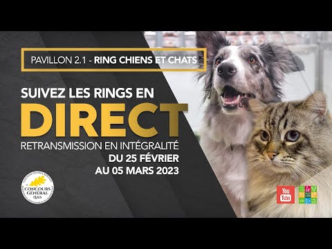Ring Chiens et Chats 04/03/2023