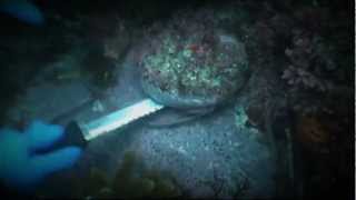Abalone Wars New Season