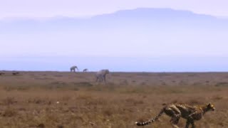 Age Of Big Cats 2018 - Southern Mammoth Screen Time