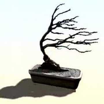 Header of Acacia nigrescens