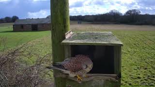 Both in box with some hovering by Cathy 13 Mar 2021 at 14 17