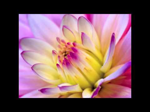 Aane Wala Pal Jaane Wala Hai by Pradeep Arora