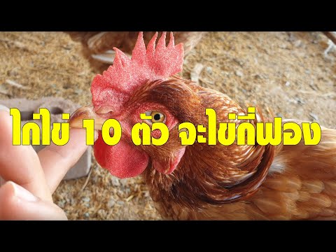 ไก่ไข่ 10 ตัวมาดูกันวันนี้ไข่กี่ฟอง