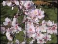 Walking Through Almond Blossom (Original Composition) by sam