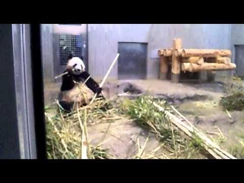 中国から来た上野動物園のジャイアントパンダ