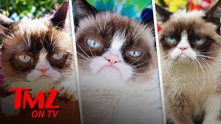 Grumpy Cat Has Died | TMZ TV