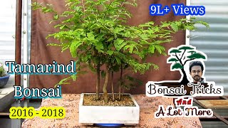 Tamarind Bonsai Forest From Seeds - Complete Guide