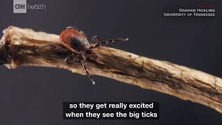 [WATCH] What makes the tick lady tick