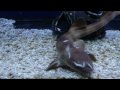 Кошачья акула Бамбуковая и мрамоная