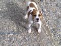 american stanford terrier (Gitana,Chis&Yanco)