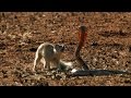 Mongoose Vs. Cobra | Smithsonian Channel