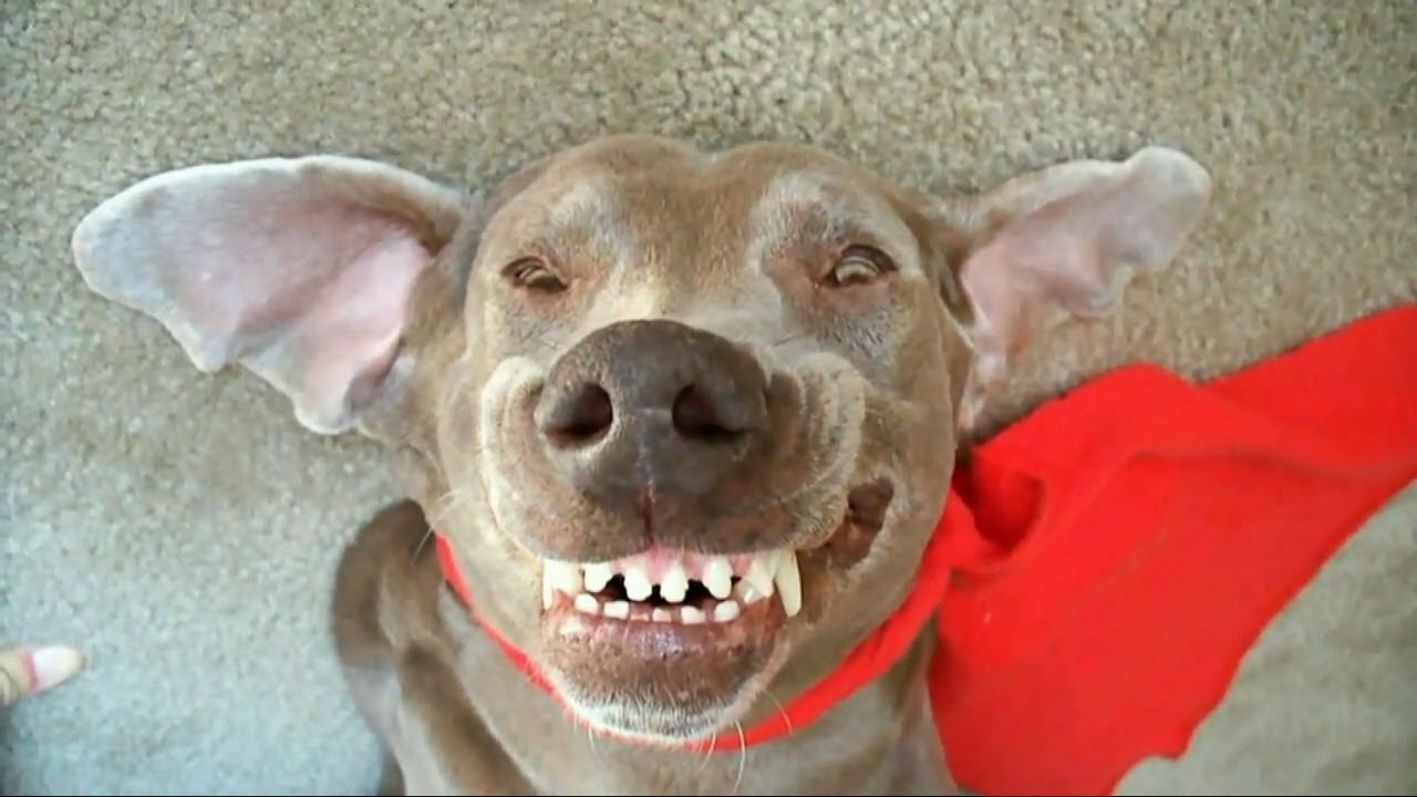 worlds best funny dog compilation ever its super britney part 3 - YouTube