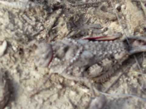 Header of Prionotropis