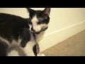8 signs your cat is actually a dog