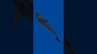 Its Shark Week And I Saw My First Tiger Shark.
