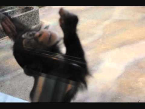 いしかわ動物園 チンパンジーのイチローファミリー 2010／11／17