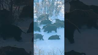 Giant Wild Boars In Snow Karda Dev Domuz Sürüsü