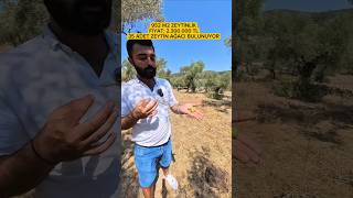 Çok Firsat Satilik Zeyti̇nli̇k
