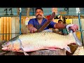 KASIMEDU 🔥 SPEED SELVAM | VERY RARE ROGU FISH CUTTING VIDEO | IN KASIMEDU | FF CUTTING 🔪