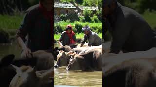 Village Life Bathing Cows In The Pond With Love And Care