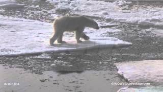 Polar Bear Walking Across Ice Sf2287