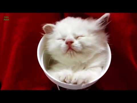 Funny Cats Sleeping in Weird Positions