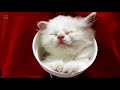 Funny Cats Sleeping in Weird Positions