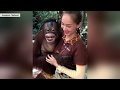 Orangutan gropes female animal handler | New York Post