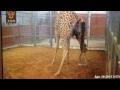 Birth of a giraffe at the Dallas zoo apr.-10-2015