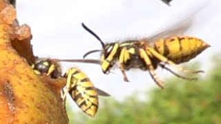 Yellow jackets flying. Wespen im Flug