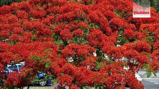 Ile De La Réunion Rouge Flamboyant