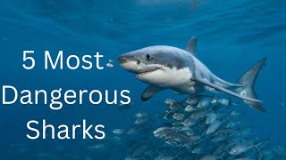 Top 5 Most Dangerous Sharks