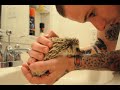 hedgehog